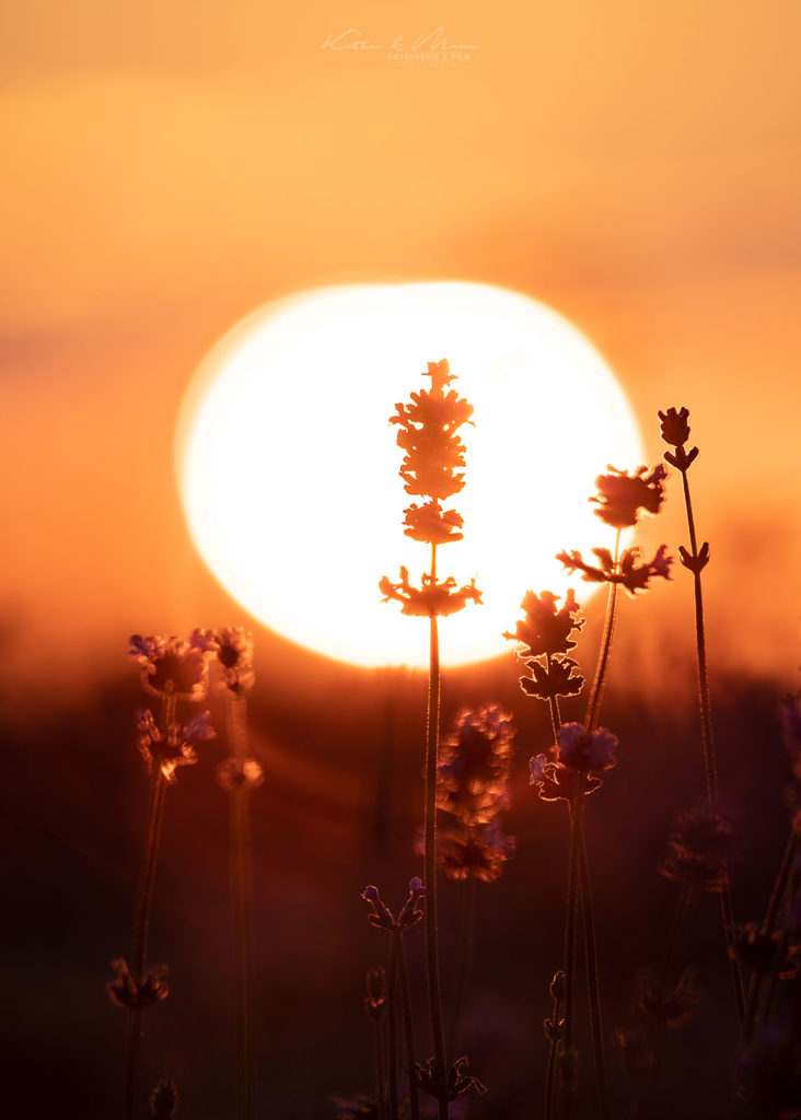 Sonnenuntergang Lavendelfeld