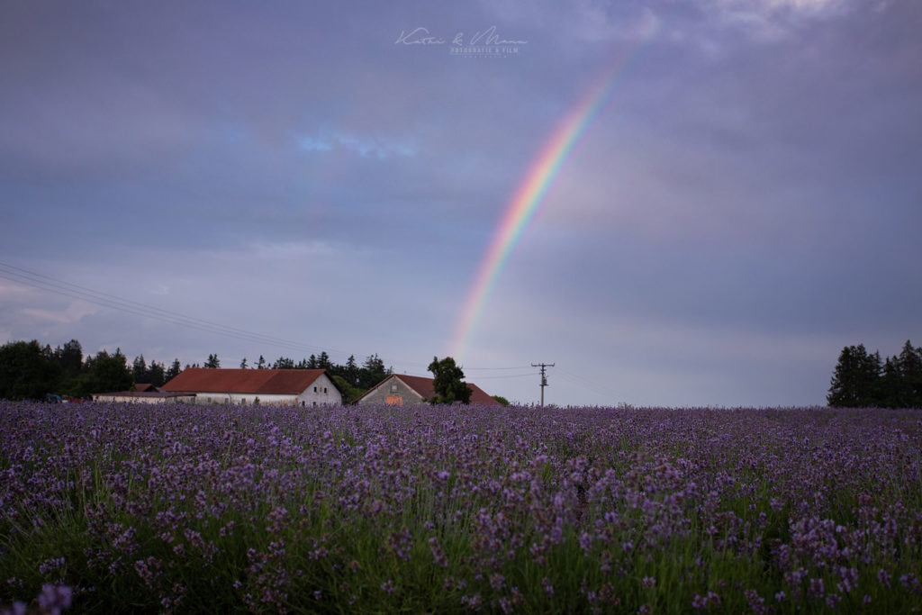 Regenbogen über Lavendelfeld